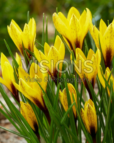 Crocus korolkowii