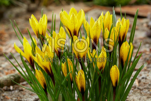 Crocus korolkowii
