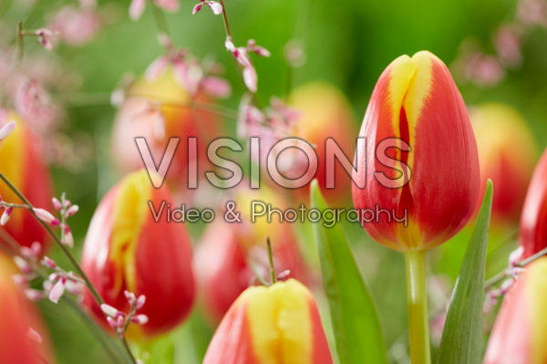 Tulipa Denmark Tulipa Denmark
