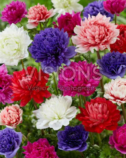 Anemone Full-Star Red, Blue, Albino, Pink en Red-White