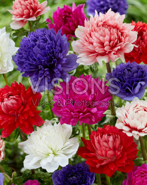 Anemone Full-Star Red, Blue, Albino, Pink en Red-White