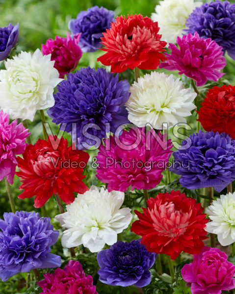 Anemone Full-Star Red, Blue, Albino and Pink