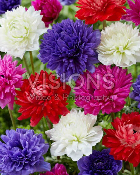 Anemone Full-Star Red, Blue, Albino en Pink