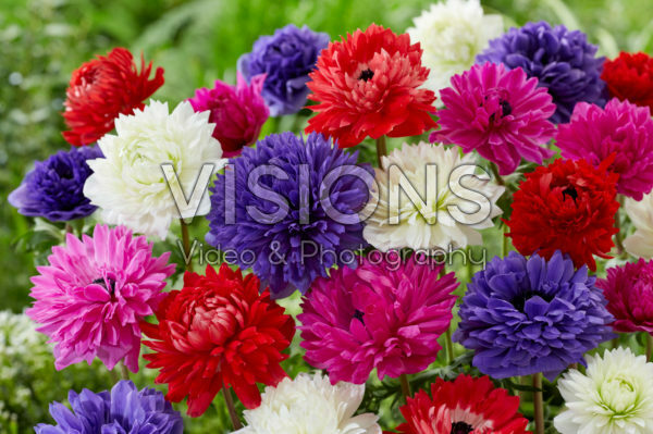 Anemone Full-Star Red, Blue, Albino and Pink