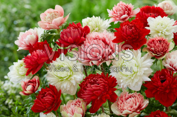 Anemone Full-Star Red, Albino en Red-White Anemone Full-Star Red, Albino en Red-White