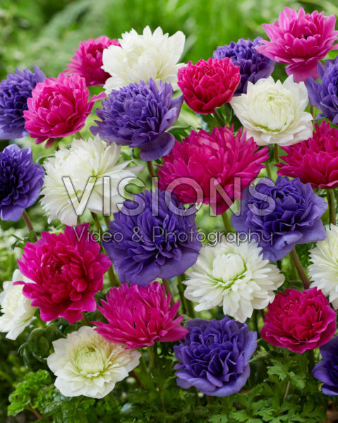 Anemone Full-Star Pink, Blue and Albino