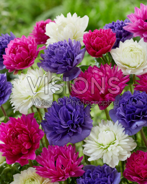 Anemone Full-Star Pink, Blue and Albino