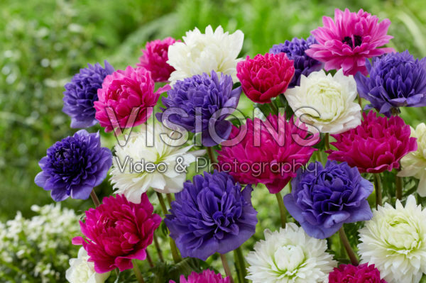 Anemone Full-Star Pink, Blue and Albino