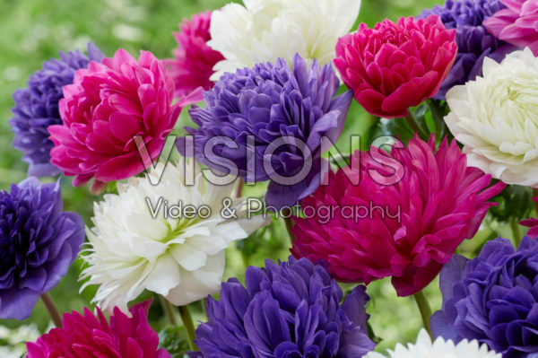 Anemone Full-Star Pink, Blue en Albino