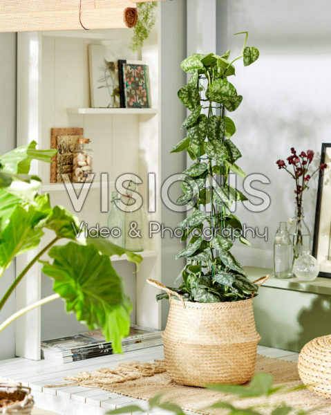 Epipremnum pictus Trebie Epipremnum pictus Trebie
