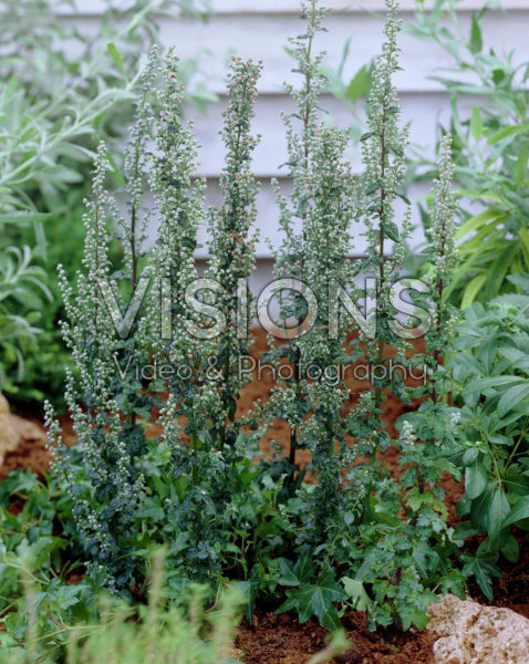 Artemisia vulgaris Crispa