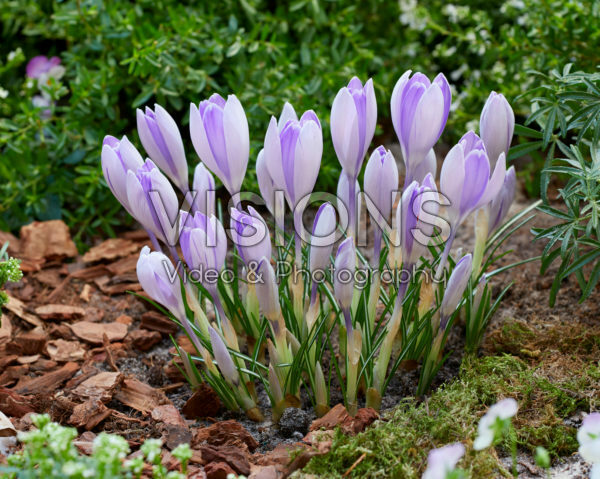 Crocus vernus Vanguard