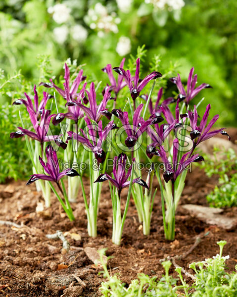 Iris reticulata Pauline Iris reticulata Pauline