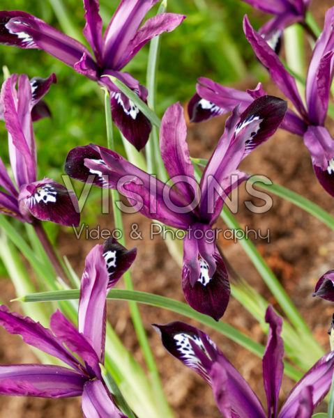 Iris reticulata Pauline