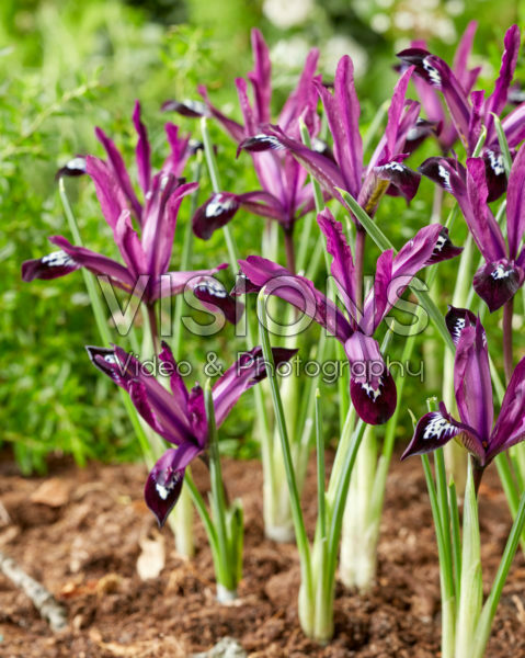 Iris reticulata Pauline Iris reticulata Pauline