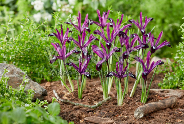 Iris reticulata Pauline Iris reticulata Pauline