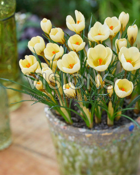 Crocus chrysanthus Cream Beauty