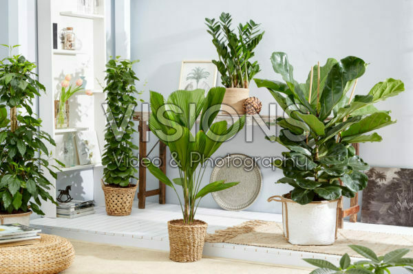 Indoor plant collection Indoor plant collection