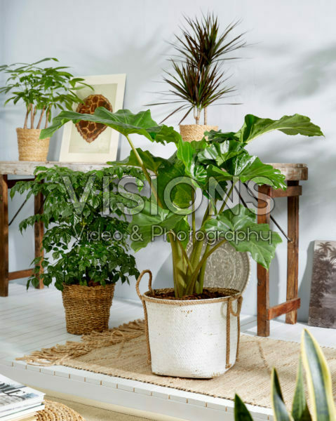 Philodendron bipinnatifidum