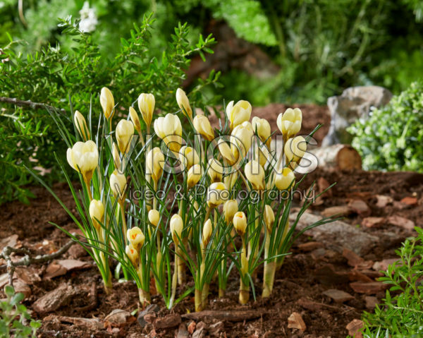 Crocus chrysanthus Cream Beauty Crocus chrysanthus Cream Beauty