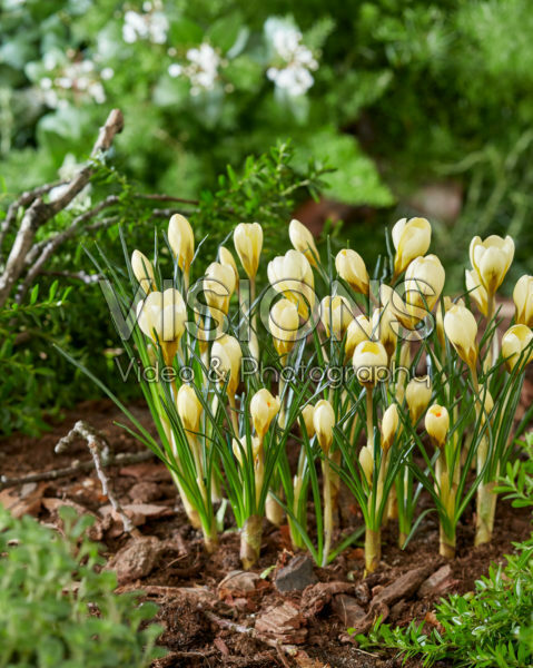 Crocus chrysanthus Cream Beauty