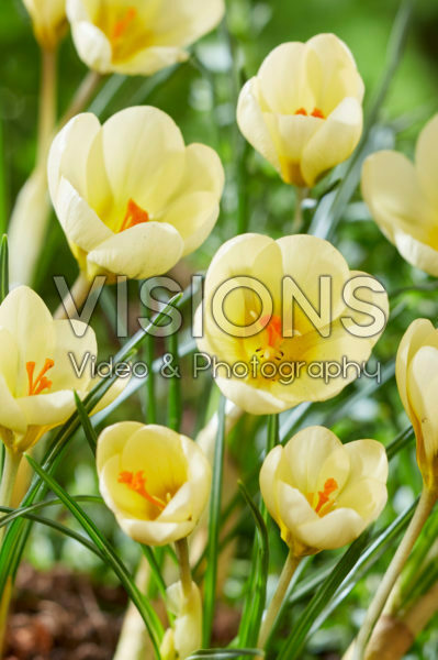 Crocus chrysanthus Cream Beauty Crocus chrysanthus Cream Beauty