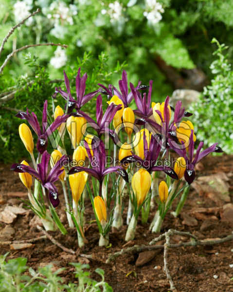 Crocus Golden Yellow, Iris reticulata Pauline Crocus Golden Yellow, Iris reticulata Pauline