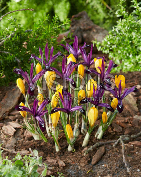 Crocus Golden Yellow, Iris reticulata Pauline