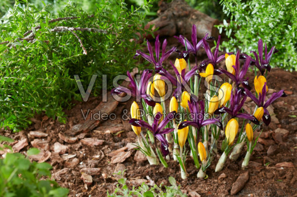 Crocus Golden Yellow, Iris reticulata Pauline