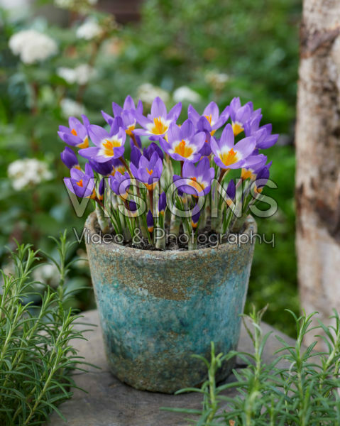 Crocus sieberi Tricolor Crocus sieberi Tricolor