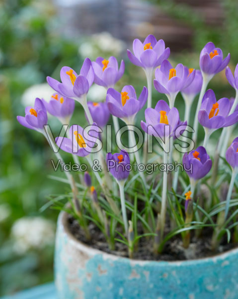 Crocus tommasinianus Barr's Purple Crocus tommasinianus Barr's Purple
