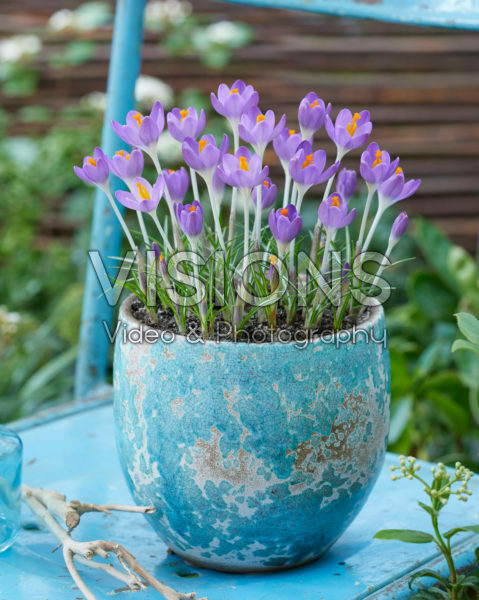 Crocus tommasinianus Barr's Purple Crocus tommasinianus Barr's Purple