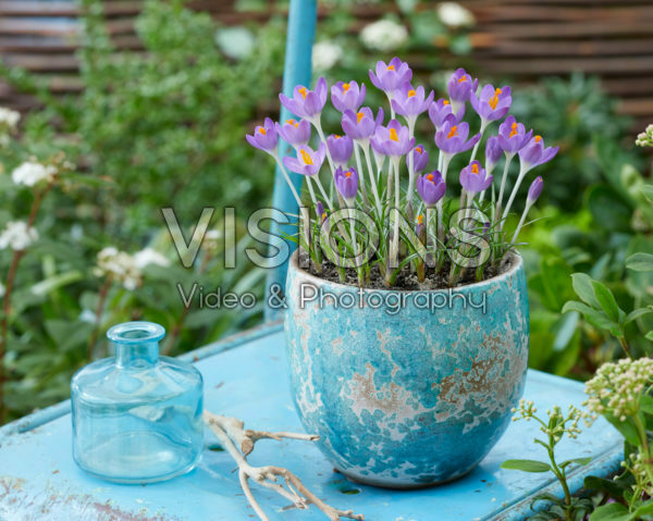 Crocus tommasinianus Barr's Purple Crocus tommasinianus Barr's Purple