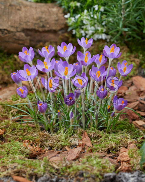 Crocus tommasinianus Barr's Purple Crocus tommasinianus Barr's Purple
