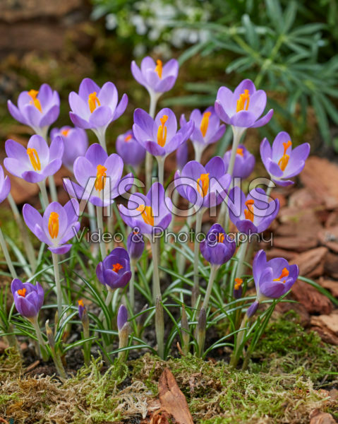 Crocus tommasinianus Barr's Purple Crocus tommasinianus Barr's Purple