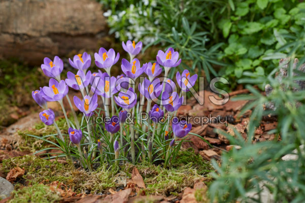 Crocus tommasinianus Barr's Purple Crocus tommasinianus Barr's Purple