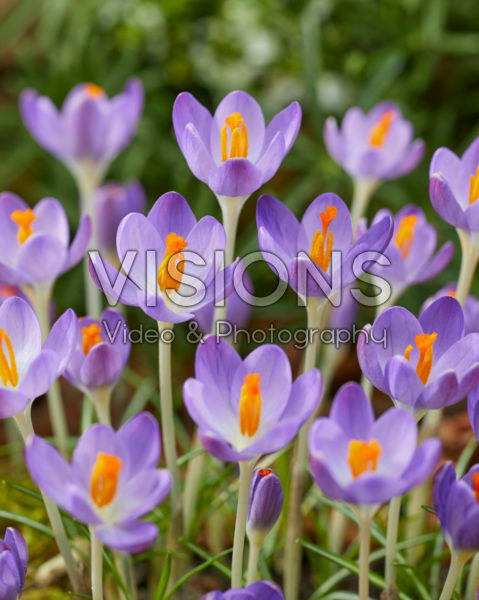 Crocus tommasinianus Barr's Purple Crocus tommasinianus Barr's Purple