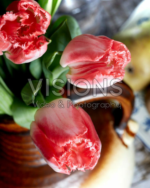 Tulipa Lingerie Tulipa Lingerie