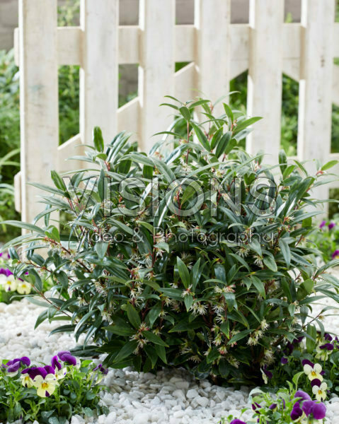 Sarcococca hookeriana Purple Gem®