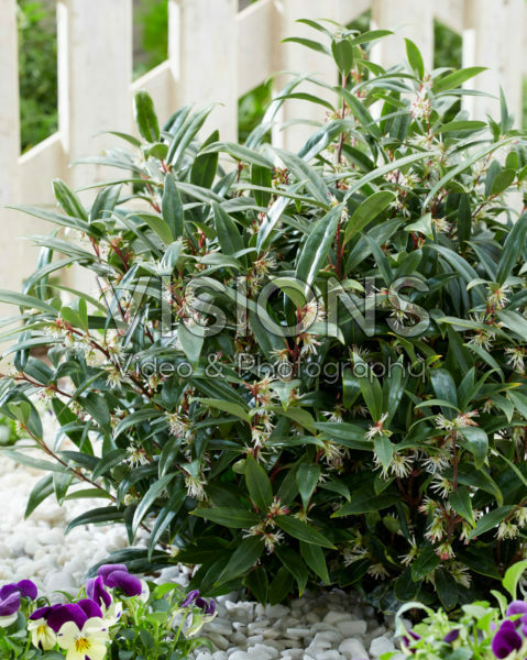Sarcococca hookeriana Purple Gem®