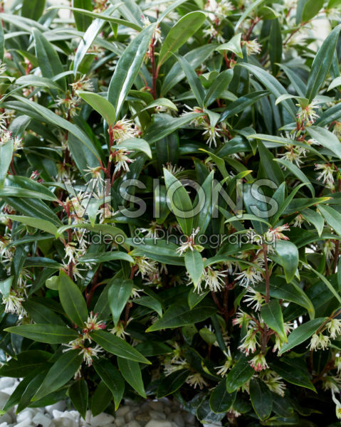 Sarcococca hookeriana Purple Gem®