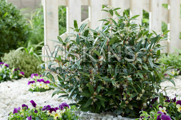 Sarcococca hookeriana Purple Gem® Sarcococca hookeriana Purple Gem®