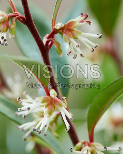 Sarcococca hookeriana Purple Gem® Sarcococca hookeriana Purple Gem®