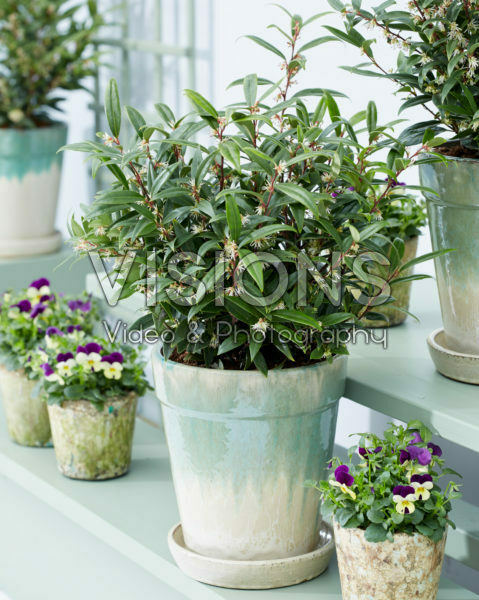Sarcococca hookeriana Purple GemĀ® Sarcococca hookeriana Purple GemĀ®