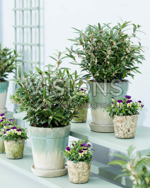 Sarcococca hookeriana Purple Gem® Sarcococca hookeriana Purple Gem®