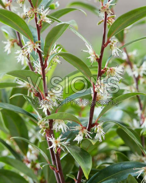 Sarcococca hookeriana Purple Gem® Sarcococca hookeriana Purple Gem®