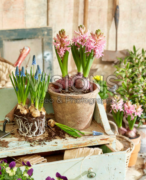 Lente potten planten