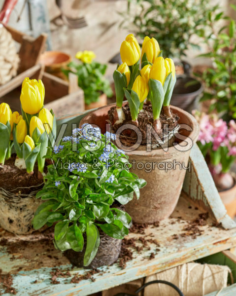 Lente potten planten