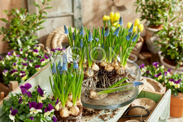 Planting up spring pots Planting up spring pots