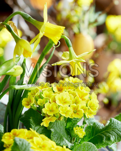 Gele narcis en primula met pasen Gele narcis en primula met pasen